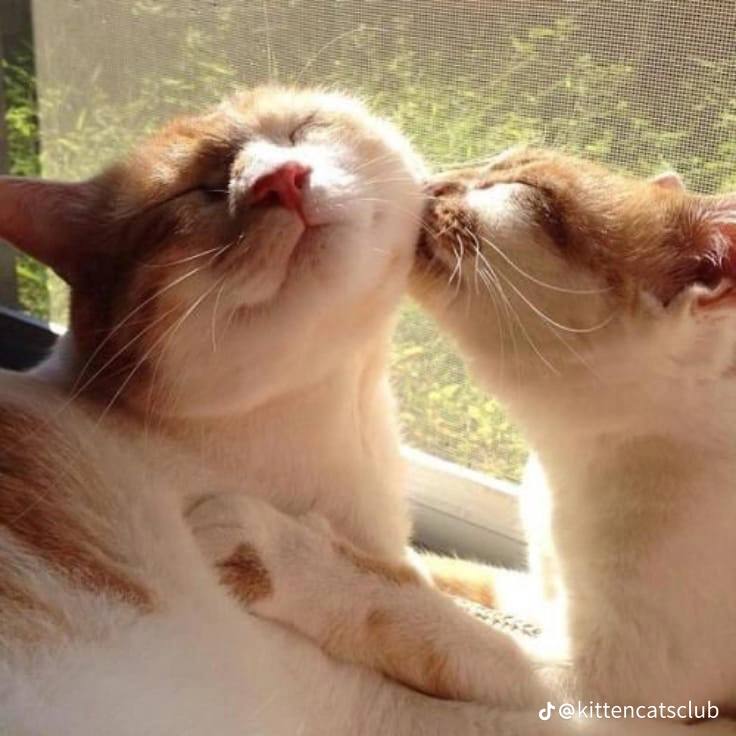 Котик целует другого котика