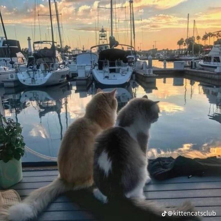 Два котика смотрят на закат у воды