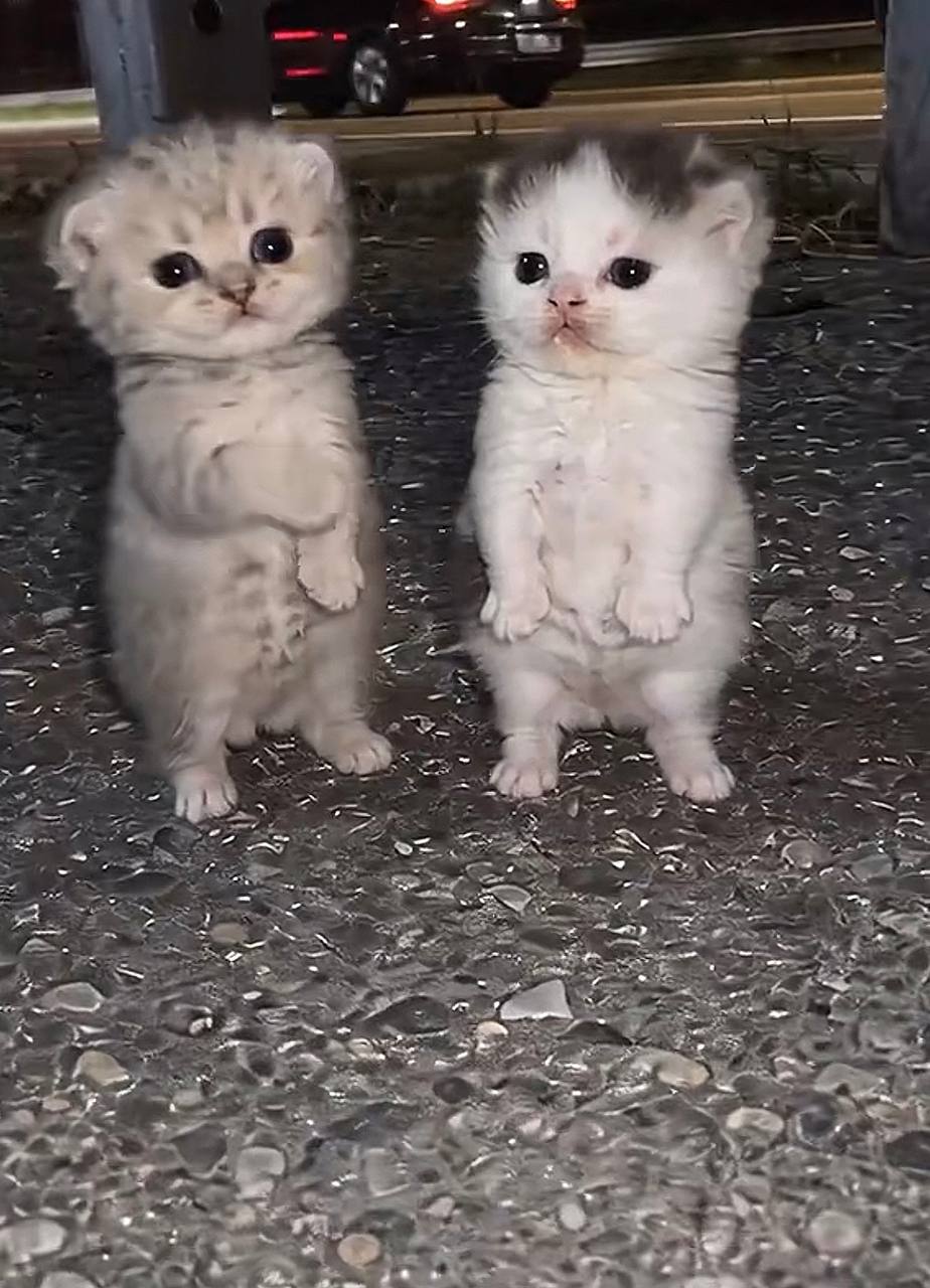 Два маленьких котёнка стоят рядом